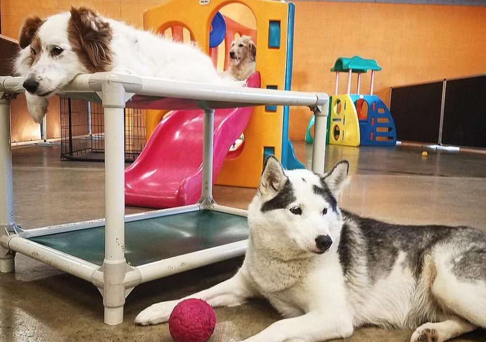 Why You Might Want to Get Dog Daycare Services